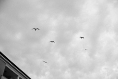 DSCF5582